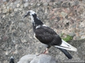 901-StPierre-Oiseau
